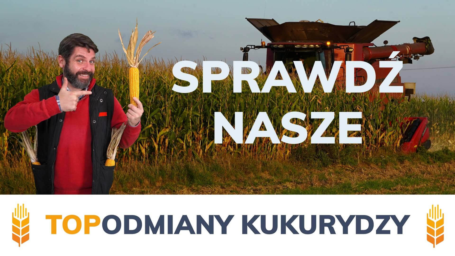 Kukurydza - sprwadź nasze top odmiany