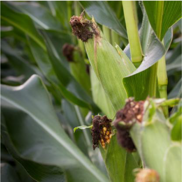 Odkryj znaczenie zarządzania azotem w uprawie kukurydzy, od identyfikacji objawów niedoboru, przez diagnostykę za pomocą nowoczesnych narzędzi, po skuteczne metody zapobiegania i nawożenia. Zdobądź wiedzę o kluczowych praktykach zapewniających zdrowy wzrost roślin i wysokie plony.