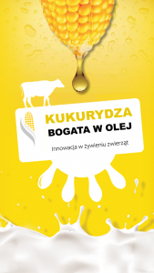 kukurydza-bogata-w-olej