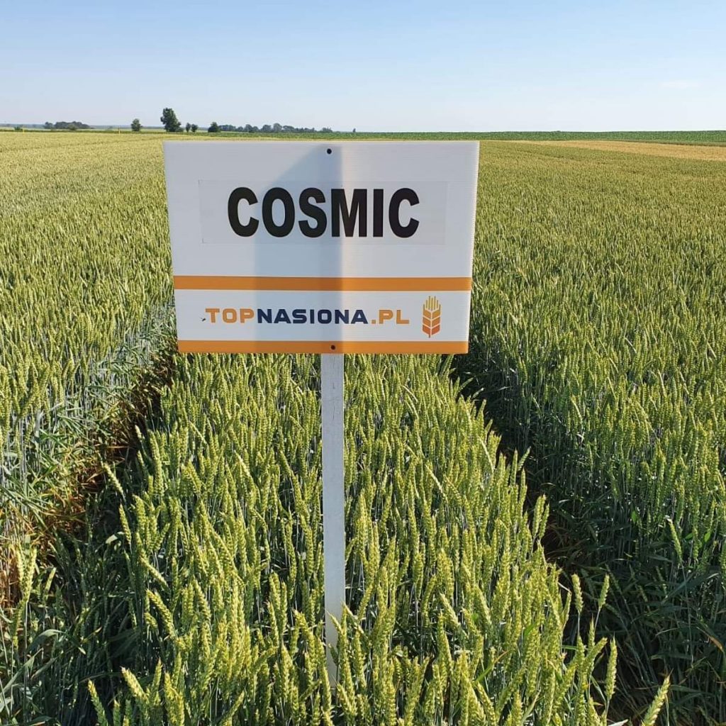 pszenica cosmic