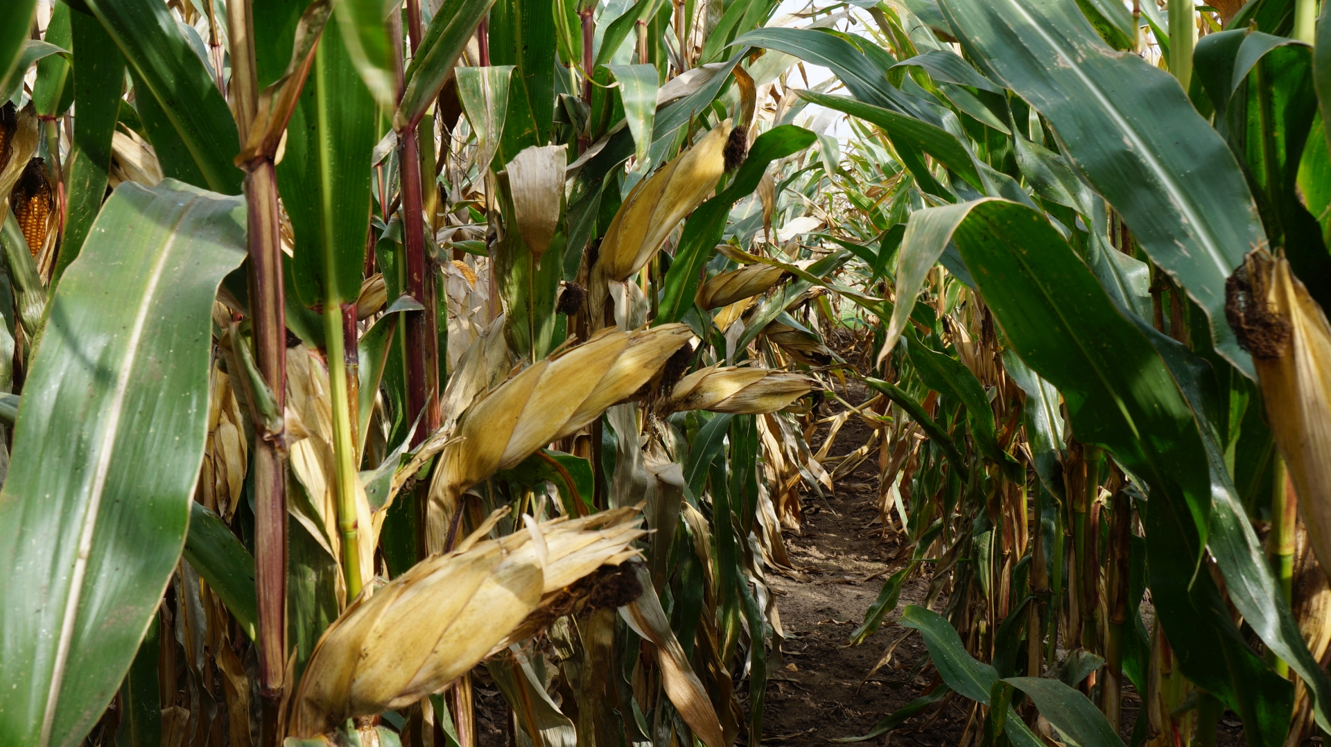 Poznaj skuteczne metody leczenia i zapobiegania niedoborowi manganu w kukurydzy. Dowiedz się, jak rozpoznawać symptomy, stosować nawozy nalistne i zarządzać glebą, aby zapewnić roślinom zdrowy rozwój i wyższe plony.