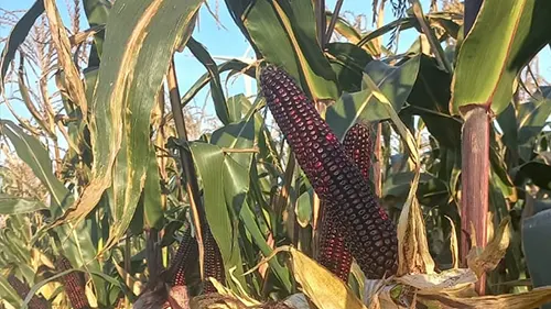 Tenebro-kukurydza-czarna