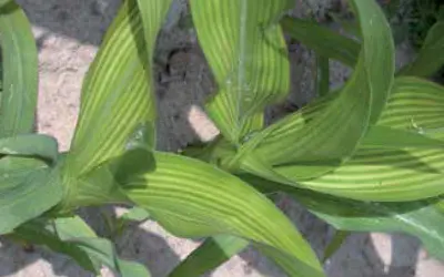 Niedobór Manganu w kukurydzy.