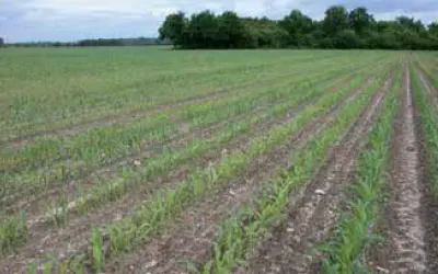 Niedobór manganu na plantacji kukurydzy