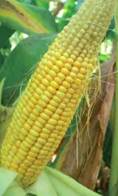 Objawy-braku-w-kukurydzy-azotu